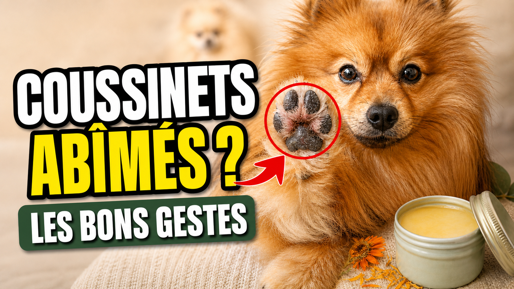Coussinets abîmés chez le chien : causes, solutions et soins naturels Image