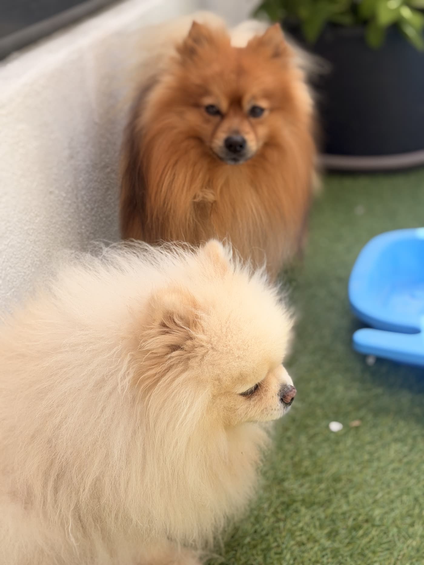 Boubou le Spitz blanc avec Koda le Spitz fauve