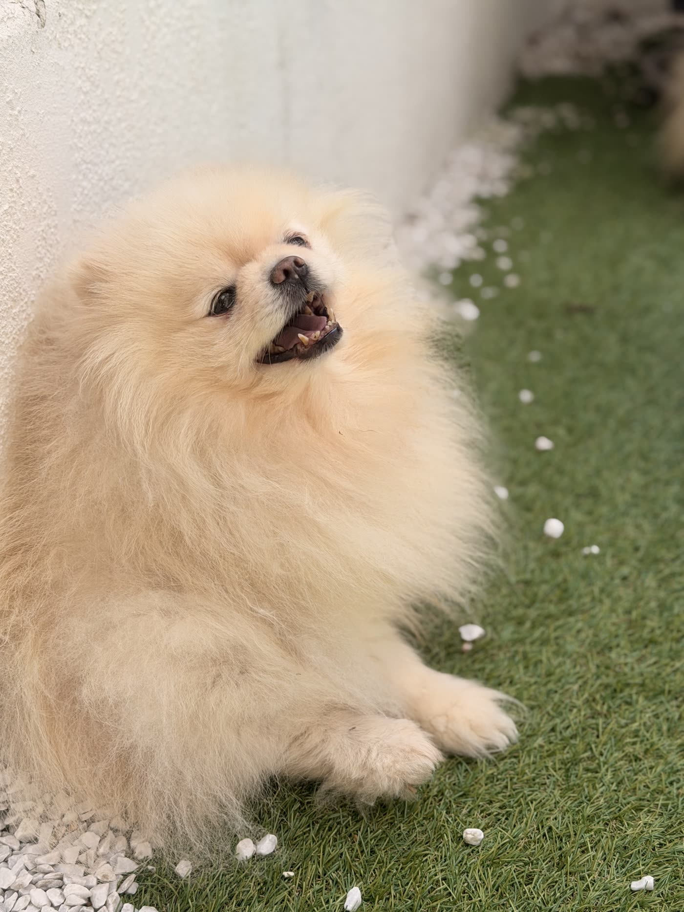 Portrait de Boubou, le Spitz blanc