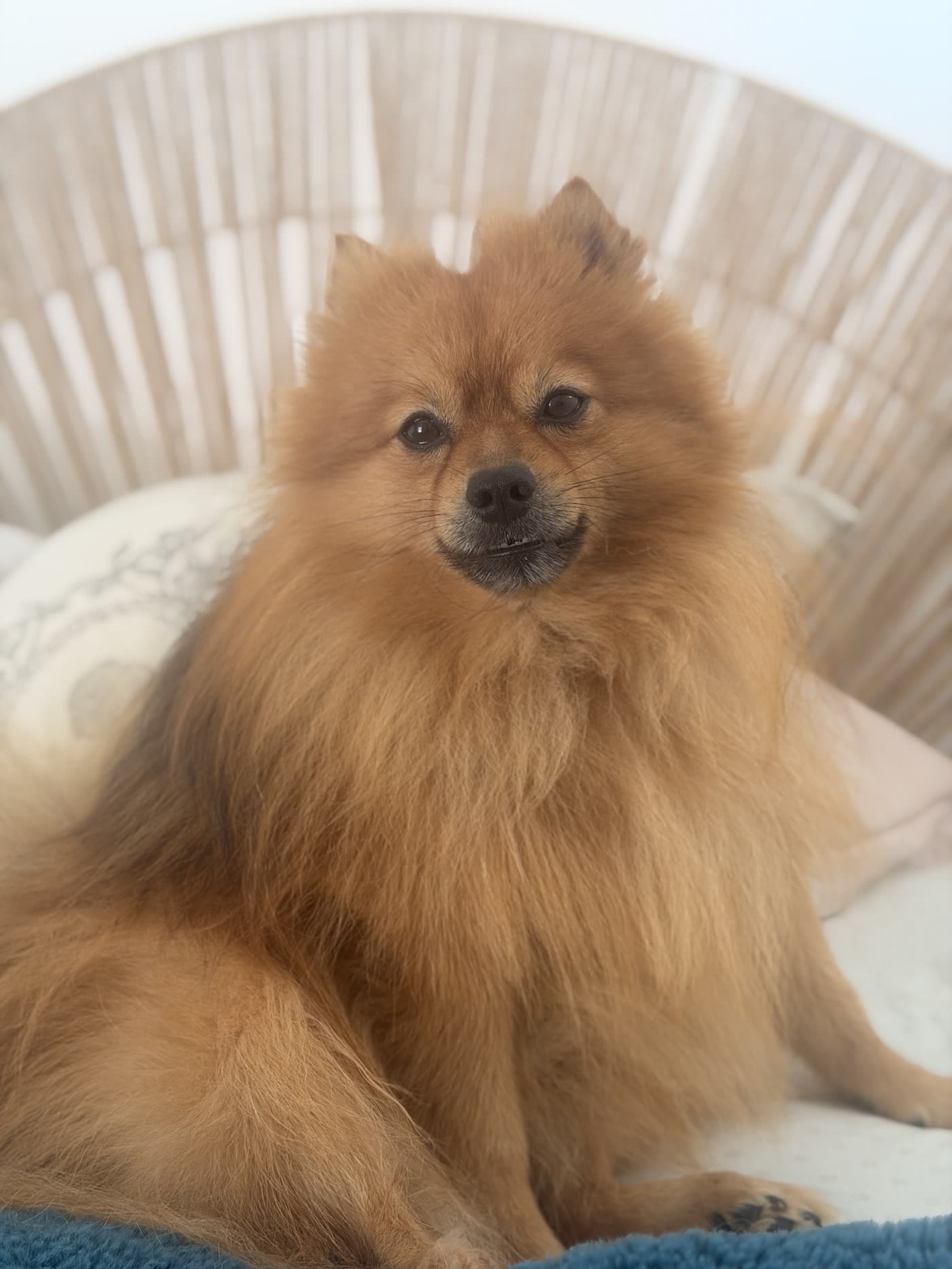 Portrait de Koda, le Spitz fauve